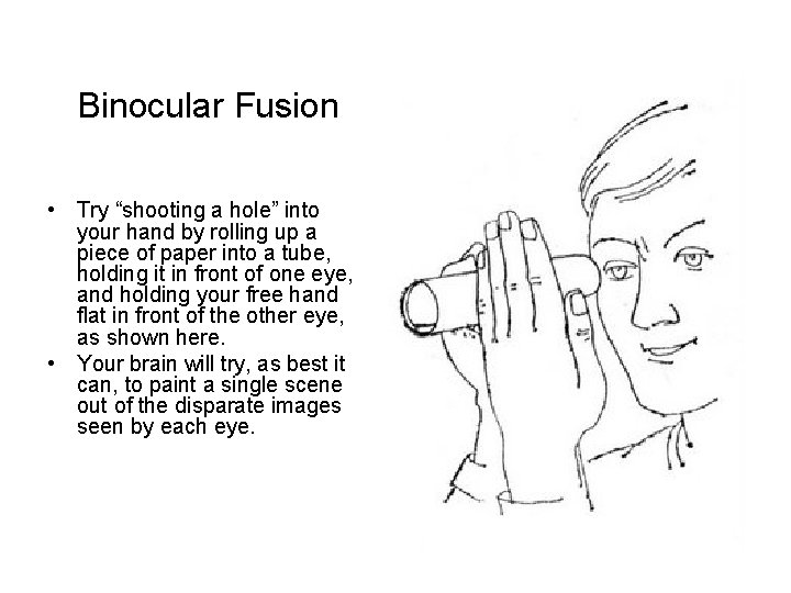 Binocular Fusion • Try “shooting a hole” into your hand by rolling up a