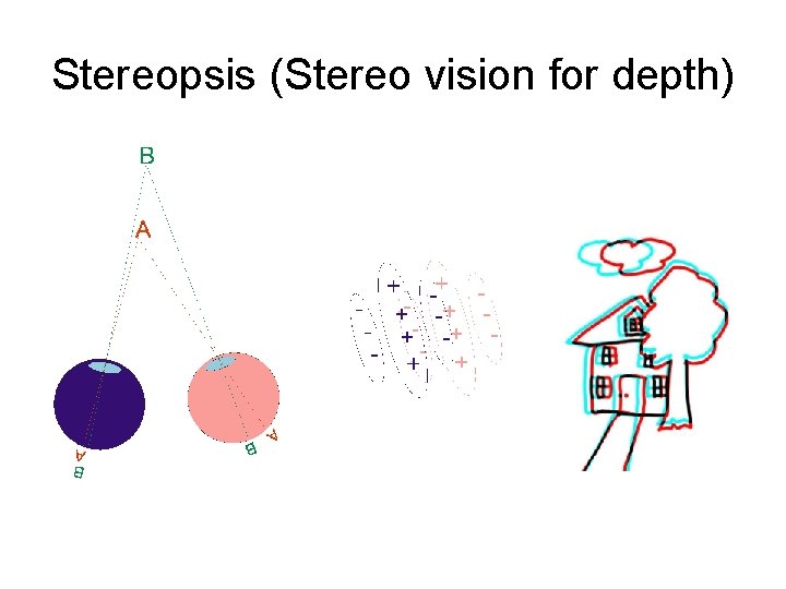 Stereopsis (Stereo vision for depth) 