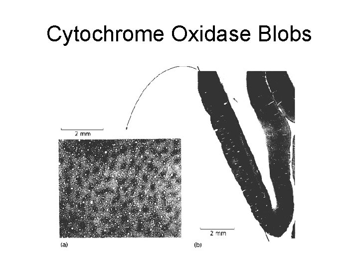 Cytochrome Oxidase Blobs 