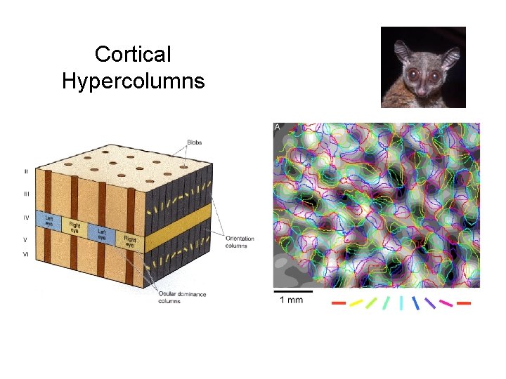 Cortical Hypercolumns 