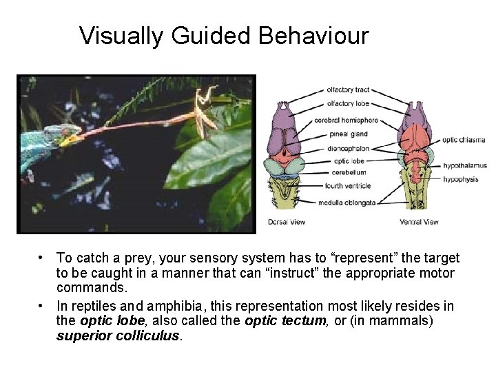 Visually Guided Behaviour • To catch a prey, your sensory system has to “represent”