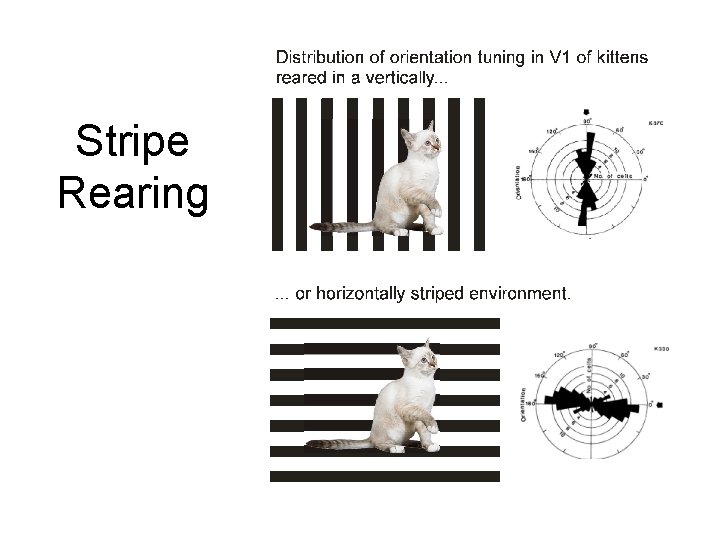 Stripe Rearing 