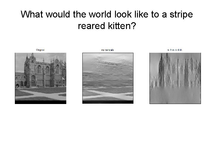 What would the world look like to a stripe reared kitten? 