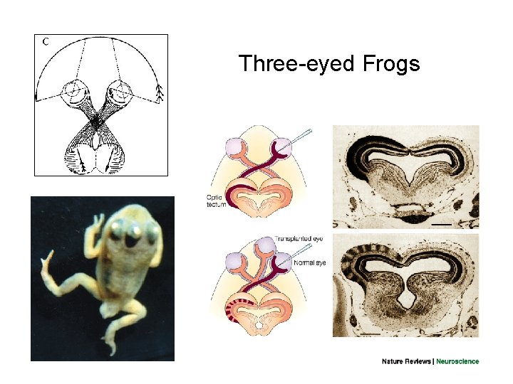 Three-eyed Frogs means that if you want to predict the PSTH of 