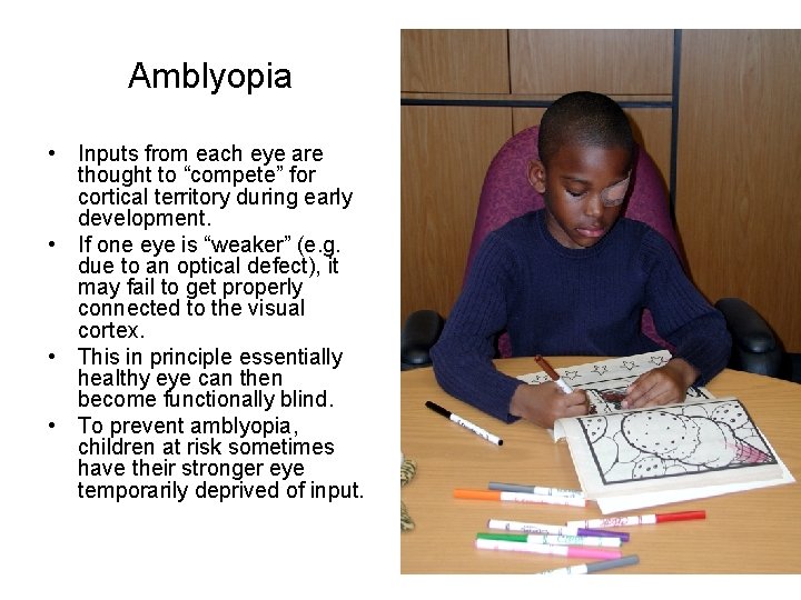 Amblyopia • Inputs from each eye are thought to “compete” for cortical territory during