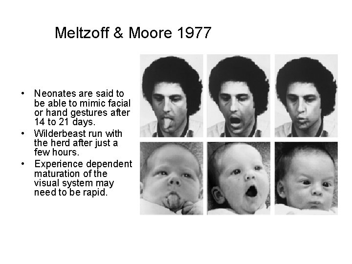 Meltzoff & Moore 1977 • Neonates are said to be able to mimic facial