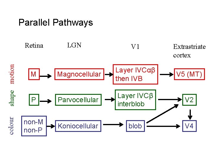 Parallel Pathways colour shape motion Retina LGN V 1 Extrastriate cortex M Magnocellular Layer