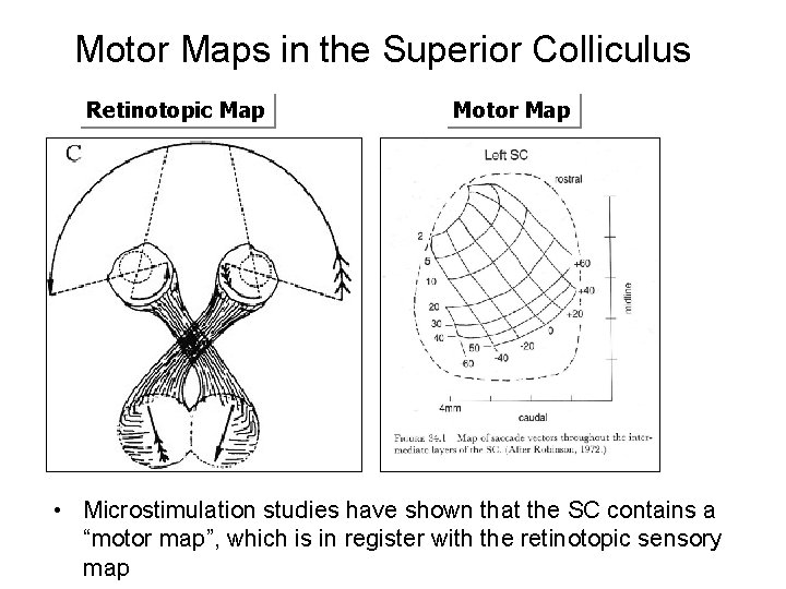 Motor Maps in the Superior Colliculus Retinotopic Map Motor Map • Microstimulation studies have