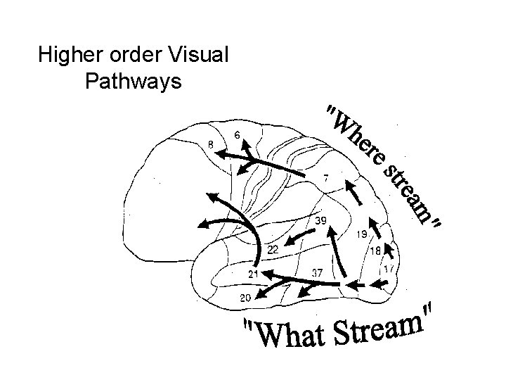 Higher order Visual Pathways 