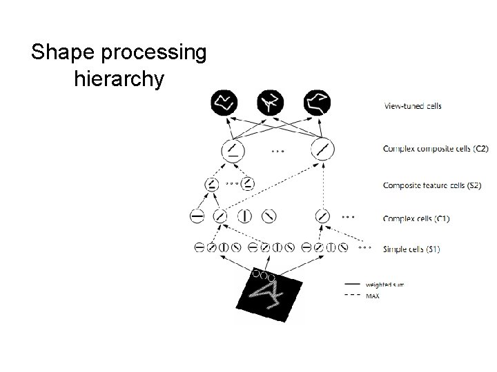 Shape processing hierarchy 