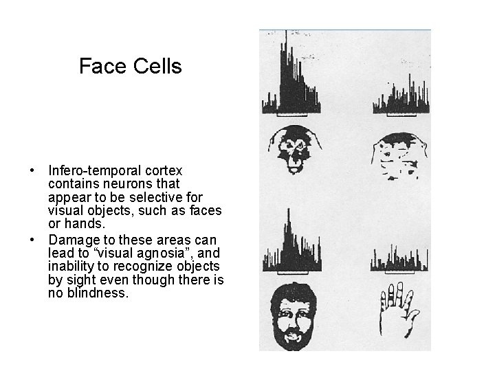 Face Cells • Infero-temporal cortex containsmeans neurons that if you want to predict the