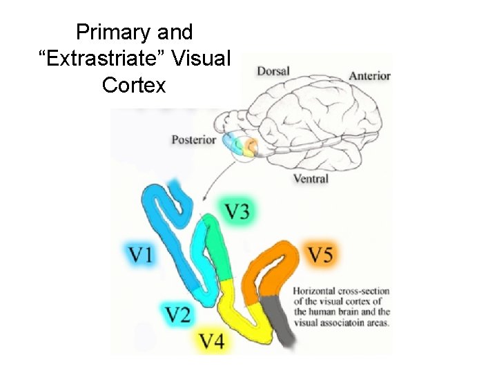 Primary and “Extrastriate” Visual Cortex 