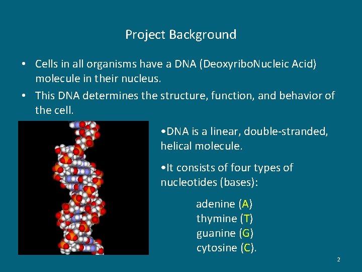 Project Background • Cells in all organisms have a DNA (Deoxyribo. Nucleic Acid) molecule