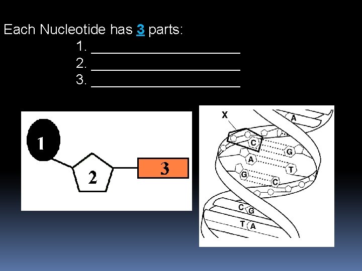 Each Nucleotide has 3 parts: 1. __________ 2. __________ 3. __________ 