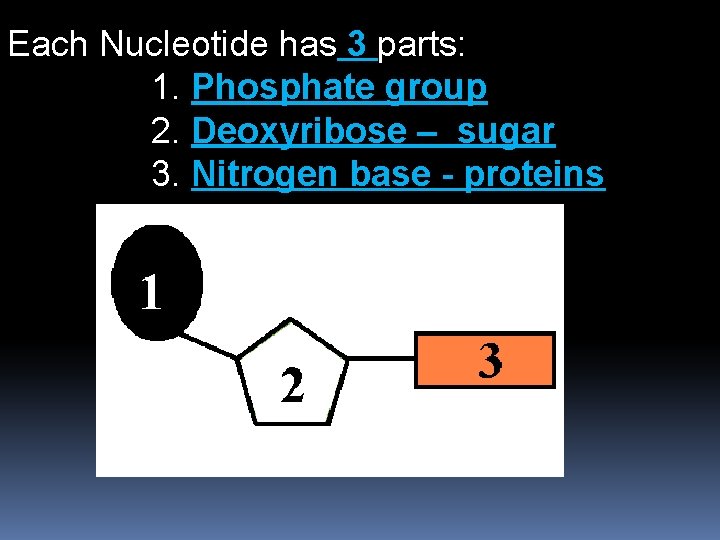 Each Nucleotide has 3 parts: 1. Phosphate group 2. Deoxyribose – sugar 3. Nitrogen