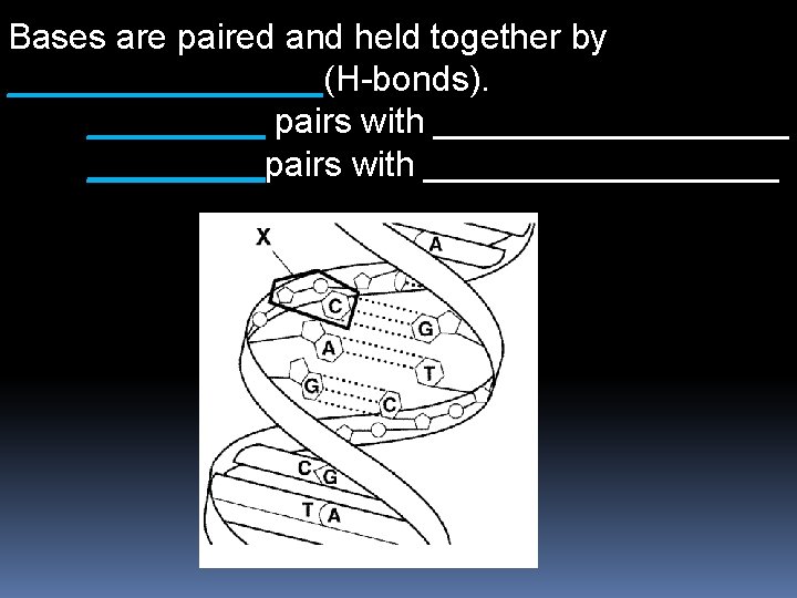 Bases are paired and held together by ________(H-bonds). _____ pairs with _________pairs with _________