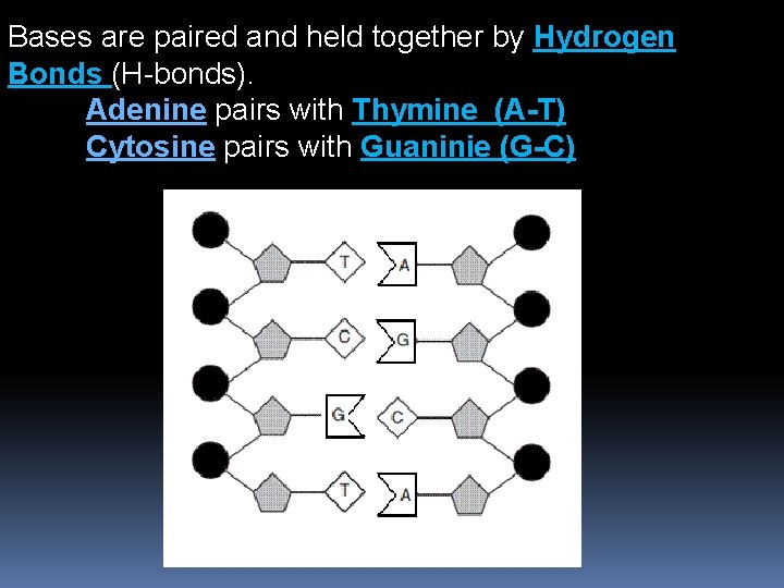 Bases are paired and held together by Hydrogen Bonds (H-bonds). Adenine pairs with Thymine