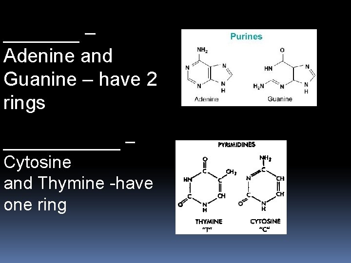 _______ – Adenine and Guanine – have 2 rings ______ – Cytosine and Thymine