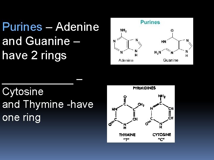 Purines – Adenine and Guanine – have 2 rings ______ – Cytosine and Thymine