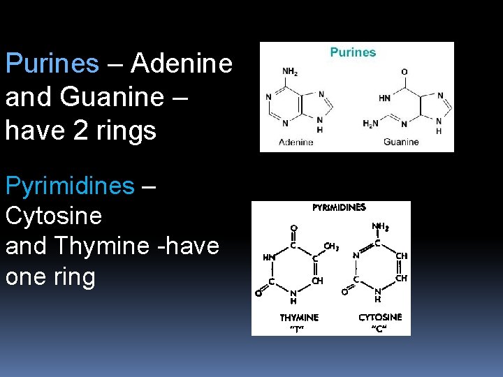 Purines – Adenine and Guanine – have 2 rings Pyrimidines – Cytosine and Thymine