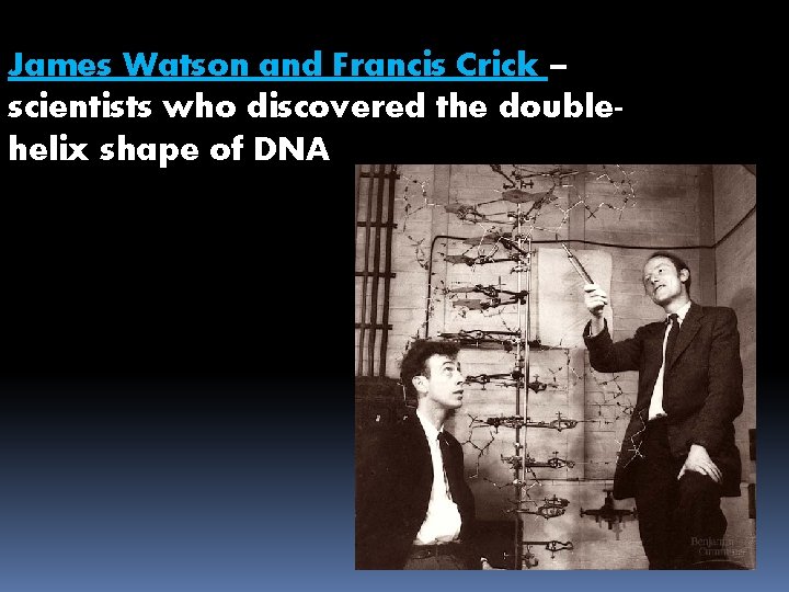 James Watson and Francis Crick – scientists who discovered the doublehelix shape of DNA