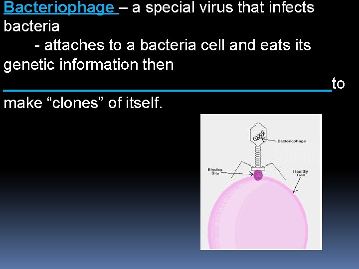 Bacteriophage – a special virus that infects bacteria - attaches to a bacteria cell