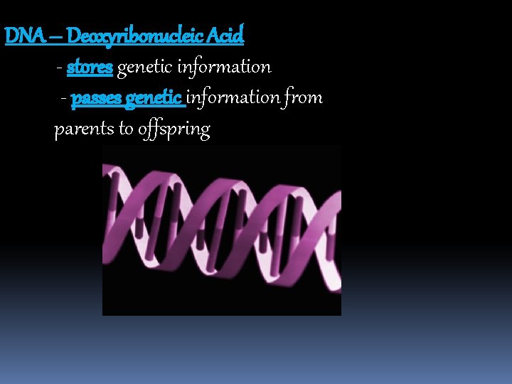 DNA – Deoxyribonucleic Acid - stores genetic information - passes genetic information from parents