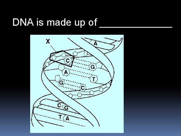 DNA is made up of _______ 