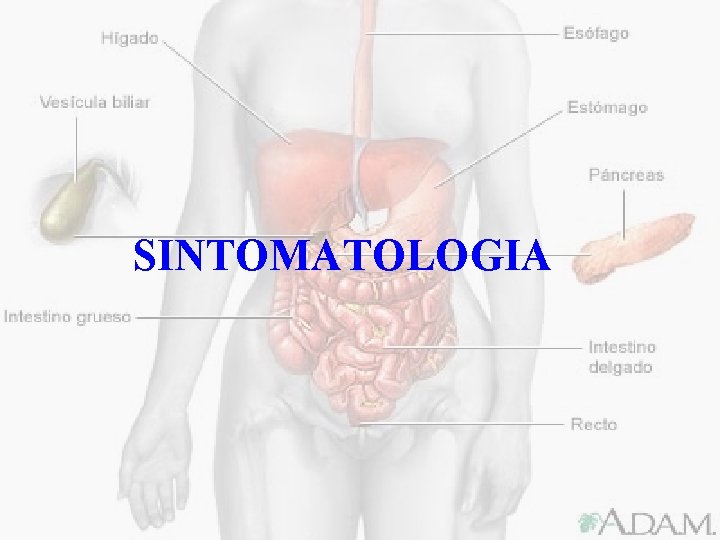 SINTOMATOLOGIA 