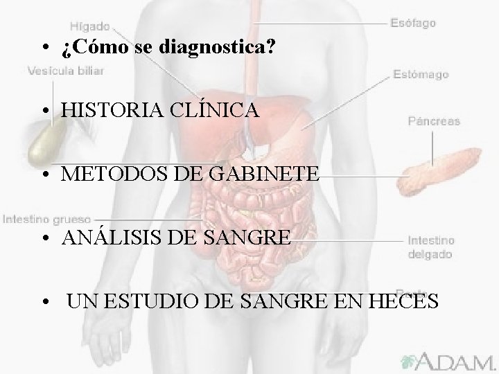  • ¿Cómo se diagnostica? • HISTORIA CLÍNICA • METODOS DE GABINETE • ANÁLISIS