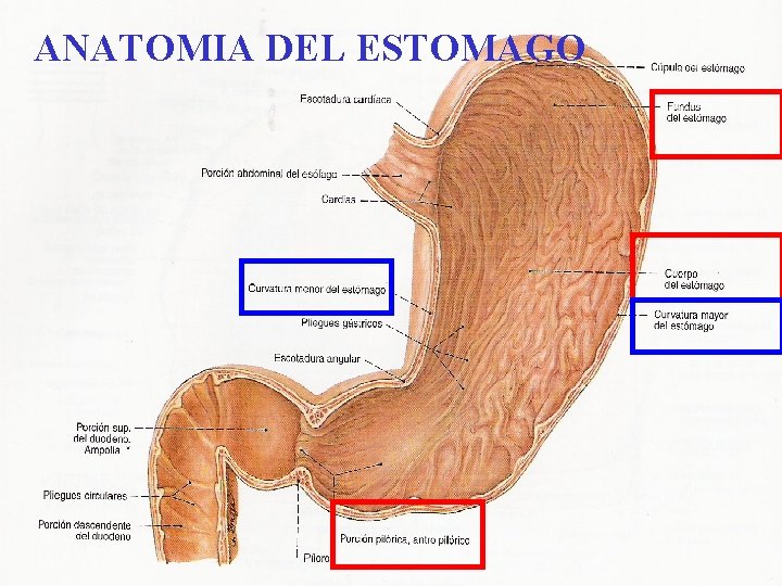 ANATOMIA DEL ESTOMAGO 