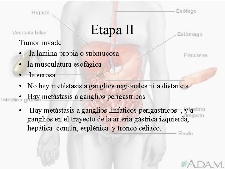 Etapa II Tumor invade • la lamina propia o submucosa • la musculatura esofágica
