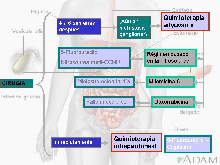 4 a 6 semanas después 5 -Fluorouracilo Nitrosourea metil-CCNU CIRUGIA Mielosupresión tardía Fallo miocárdico