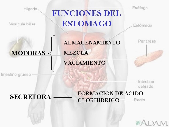 FUNCIONES DEL ESTOMAGO ALMACENAMIENTO MOTORAS MEZCLA VACIAMIENTO SECRETORA FORMACION DE ACIDO CLORHIDRICO 