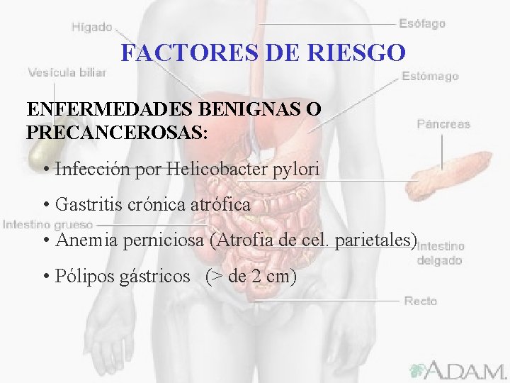 FACTORES DE RIESGO ENFERMEDADES BENIGNAS O PRECANCEROSAS: • Infección por Helicobacter pylori • Gastritis