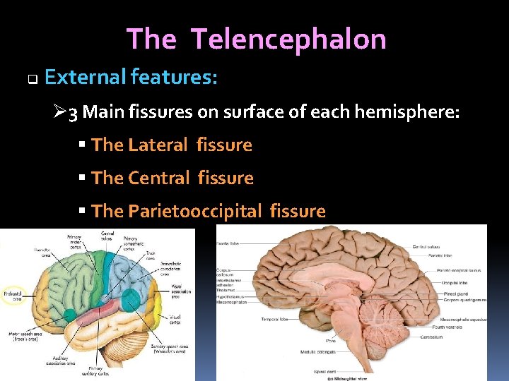 The Telencephalon q External features: Ø 3 Main fissures on surface of each hemisphere: