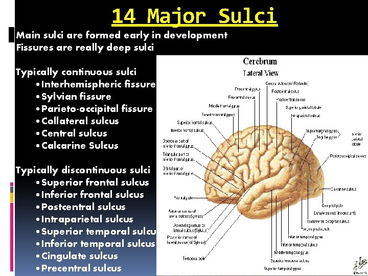 14 Major Sulci Main sulci are formed early in development Fissures are really deep