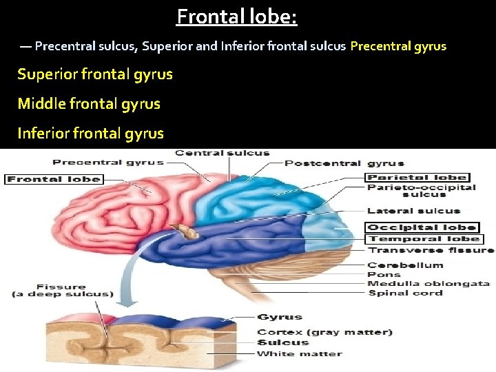 Frontal lobe: — Precentral sulcus, Superior and Inferior frontal sulcus Precentral gyrus Superior frontal