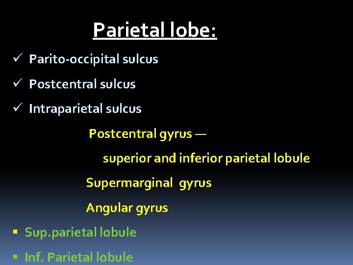 Parietal lobe: ü Parito-occipital sulcus ü Postcentral sulcus ü Intraparietal sulcus Postcentral gyrus —