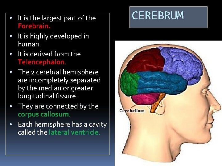  • It is the largest part of the Forebrain. • It is highly