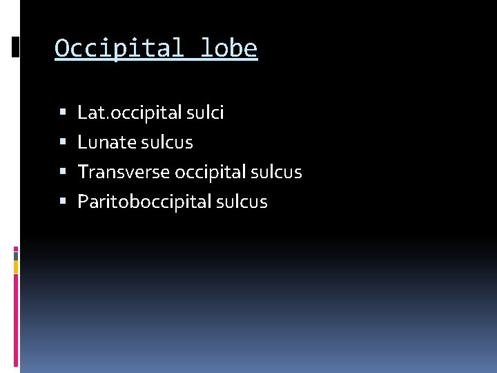 Occipital lobe Lat. occipital sulci Lunate sulcus Transverse occipital sulcus Paritoboccipital sulcus 