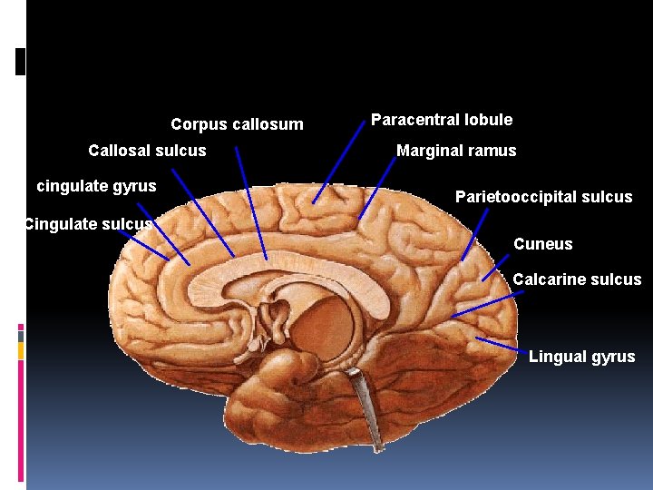 Corpus callosum Callosal sulcus cingulate gyrus Paracentral lobule Marginal ramus Parietooccipital sulcus Cingulate sulcus