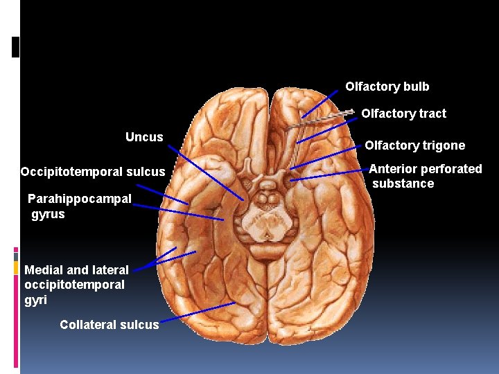 Olfactory bulb Olfactory tract Uncus Occipitotemporal sulcus Parahippocampal gyrus Medial and lateral occipitotemporal gyri