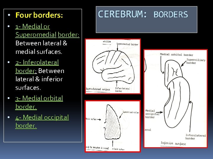  • Four borders: • 1 - Medial or Superomedial border: border Between lateral