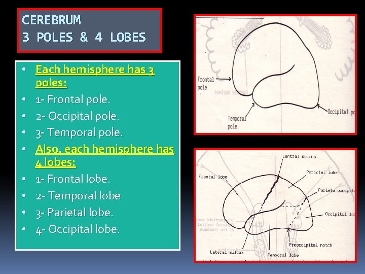 CEREBRUM 3 POLES & 4 LOBES • Each hemisphere has 3 poles: • 1