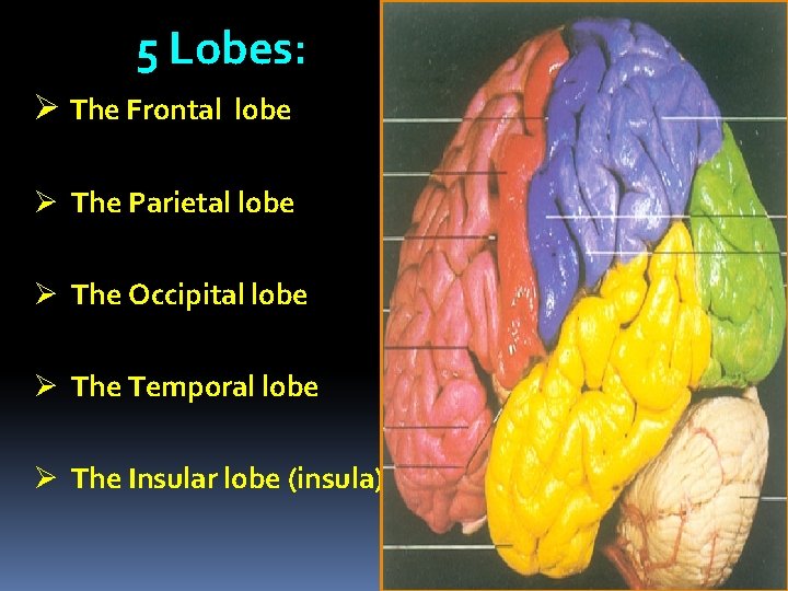 5 Lobes: Ø The Frontal lobe Ø The Parietal lobe Ø The Occipital lobe