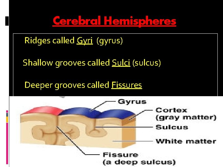 Cerebral Hemispheres Ridges called Gyri (gyrus) Shallow grooves called Sulci (sulcus) Deeper grooves called