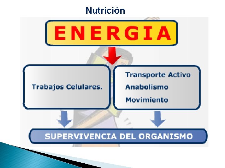 Nutrición 