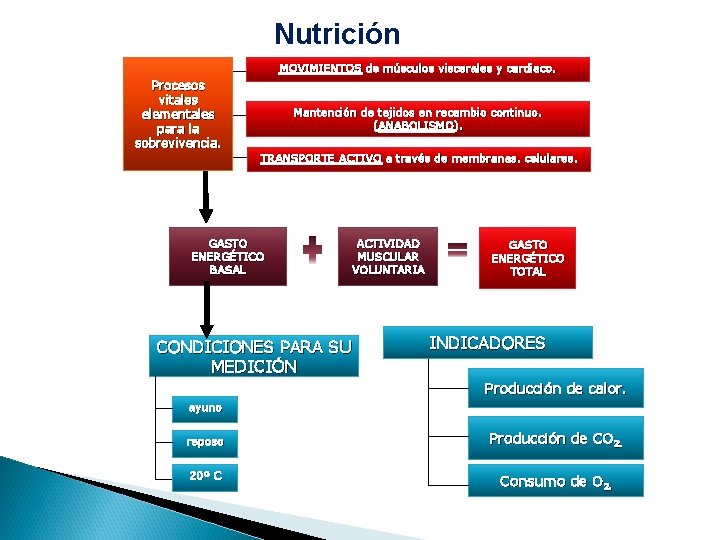 Nutrición MOVIMIENTOS de músculos viscerales y cardiaco. Procesos vitales elementales para la sobrevivencia. Mantención