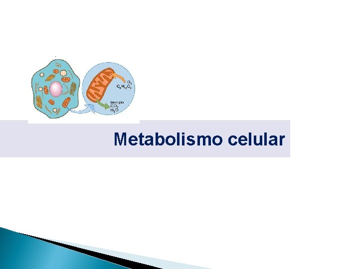 Metabolismo celular 